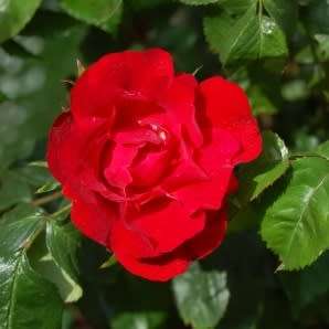 Rosa kordesii Seeds - Rose Perennial Flowering Shrub - Combined Ship Rate