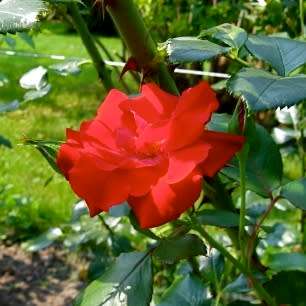 Rosa kordesii Seeds - Rose Perennial Flowering Shrub - Combined Ship Rate