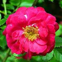 Rosa kordesii Seeds - Rose Perennial Flowering Shrub - Combined Ship Rate