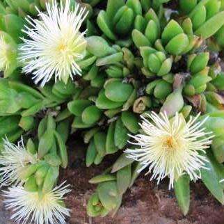Sceletium tortuosum Kanna - 5 Seed Pack - Indigenous Ethnobotanical Succulent Mesemb Herb