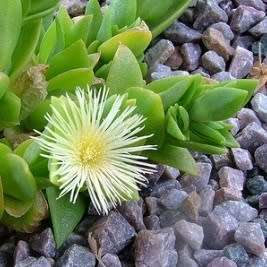 Sceletium tortuosum Kanna - 5 Seed Pack - Indigenous Ethnobotanical Succulent Mesemb Herb