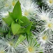 Sceletium tortuosum Kanna - 5 Seed Pack - Indigenous Ethnobotanical Succulent Mesemb Herb