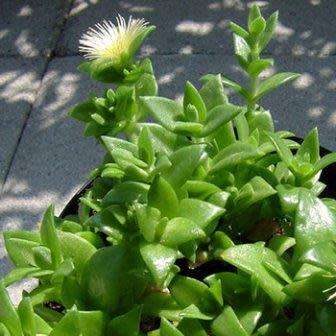 Sceletium tortuosum Kanna - 5 Seed Pack - Indigenous Ethnobotanical Succulent Mesemb Herb