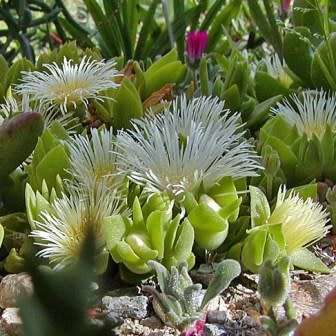 Sceletium tortuosum Kanna - 5 Seed Pack - Indigenous Ethnobotanical Succulent Mesemb Herb