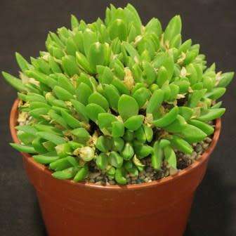 Sceletium tortuosum Kanna - 5 Seed Pack - Indigenous Ethnobotanical Succulent Mesemb Herb