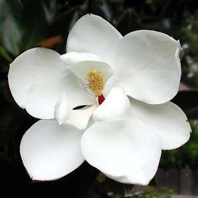 6 Magnolia grandiflora Seeds - Southern Magnolia Tree Seeds To Buy in South Africa