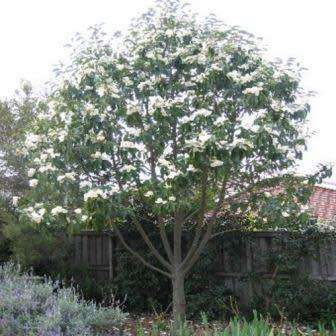 6 Magnolia grandiflora Seeds - Southern Magnolia Tree Seeds To Buy in South Africa