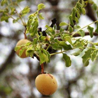 Sclerocarya birrea subsp. caffra - Marula Tree -5 Seed Pack- Indigenous Edible Fruit Medicinal
