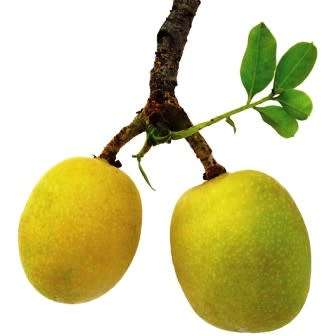 Sclerocarya birrea subsp. caffra - Marula Tree -5 Seed Pack- Indigenous Edible Fruit Medicinal