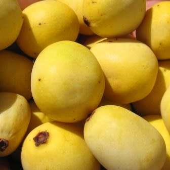 Sclerocarya birrea subsp. caffra - Marula Tree -5 Seed Pack- Indigenous Edible Fruit Medicinal