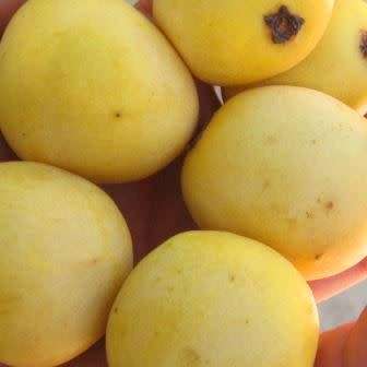Sclerocarya birrea subsp. caffra - Marula Tree -5 Seed Pack- Indigenous Edible Fruit Medicinal