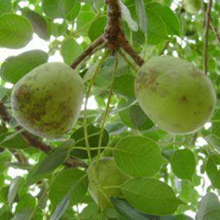 Sclerocarya birrea subsp. caffra - Marula Tree -5 Seed Pack- Indigenous Edible Fruit Medicinal