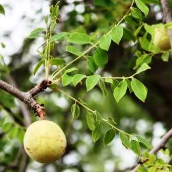 Sclerocarya birrea subsp. caffra - Marula Tree -5 Seed Pack- Indigenous Edible Fruit Medicinal