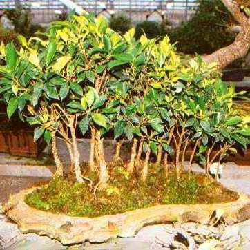 5 Ficus ilicina - Laurel Fig Seeds - South African Indigenous Bonsai Tree + Free Bonsai e-Book