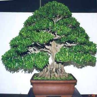 5 Ficus ilicina - Laurel Fig Seeds - South African Indigenous Bonsai Tree + Free Bonsai e-Book