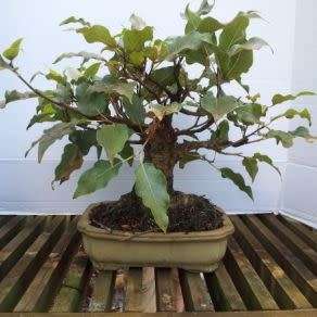 5 Ficus ingens - Red-leaved Rock Fig Seeds - RSA Indigenous Bonsai + Growing Bonsai eBook
