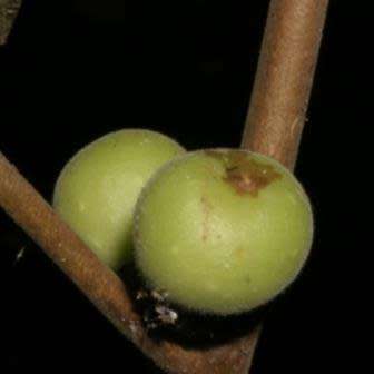 Ficus trichopoda, Swamp Fig Tree, 10+ Seed Pack, Indigenous Evergreen - Attracts Birds