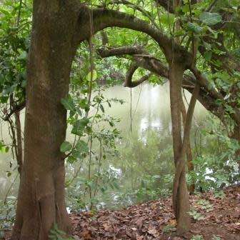 Ficus trichopoda, Swamp Fig Tree, 10+ Seed Pack, Indigenous Evergreen - Attracts Birds