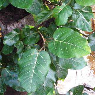 Ficus trichopoda, Swamp Fig Tree, 10+ Seed Pack, Indigenous Evergreen - Attracts Birds