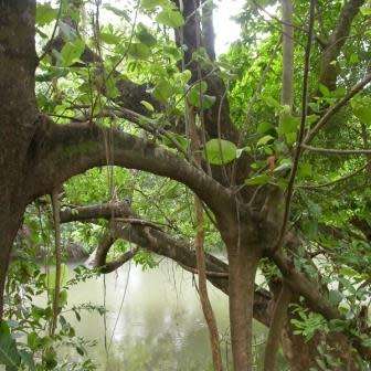 Ficus trichopoda, Swamp Fig Tree, 10+ Seed Pack, Indigenous Evergreen - Attracts Birds