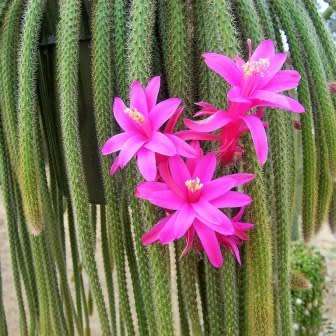 5 Aporocactus flagelliformis Seeds - Rattail Cactus - Epiphytic Succulent - Combined Shipping