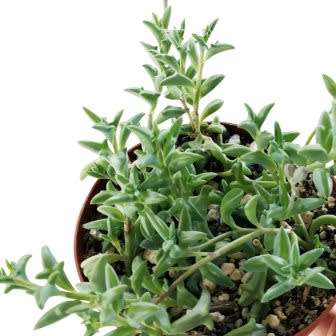 5 Senecio peregrinus Seeds - Buy Seeds for Indigenous South African Succulents + FREE SEEDS