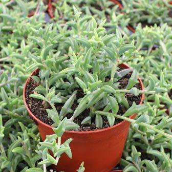 5 Senecio peregrinus Seeds - Buy Seeds for Indigenous South African Succulents + FREE SEEDS