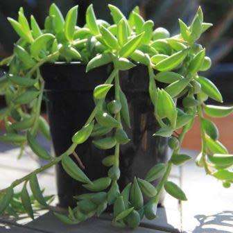 Senecio radicans - Baboon Toes (Lovely Carnation Scented Flowers) - Indigenous Succulents