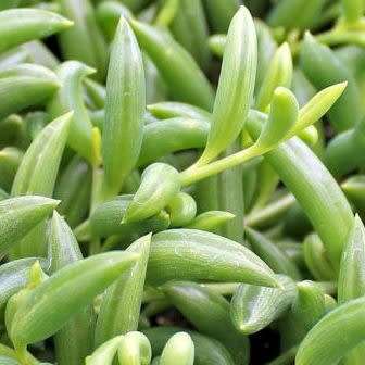 Senecio radicans - Baboon Toes (Lovely Carnation Scented Flowers) - Indigenous Succulents