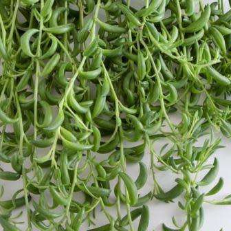 Senecio radicans - Baboon Toes (Lovely Carnation Scented Flowers) - Indigenous Succulents