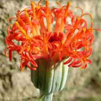Senecio stapeliiformis Seeds - Spider Plant - Indigenous South African Native Succulent Plant