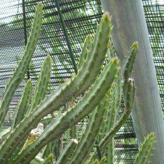 Senecio stapeliiformis Seeds - Spider Plant - Indigenous South African Native Succulent Plant