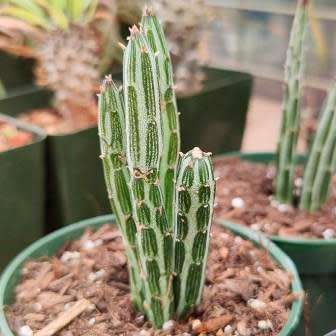 Senecio stapeliiformis Seeds - Spider Plant - Indigenous South African Native Succulent Plant