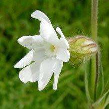 Xhosa Dream Root Silene capensis 10+ Seeds - South African Indigenous Ethnobotanical Perennial Herb