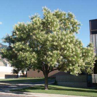 Sophora japonica - 5 Seeds - Japanese Pagoda Tree or Shrub - Combined Worldwide Shipping