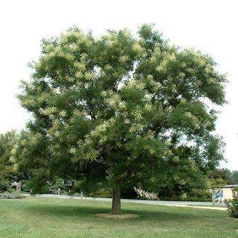 Sophora japonica - 5 Seeds - Japanese Pagoda Tree or Shrub - Combined Worldwide Shipping