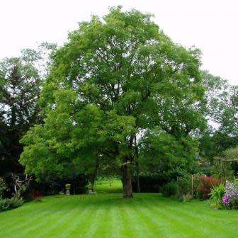Sophora japonica - 5 Seeds - Japanese Pagoda Tree or Shrub - Combined Worldwide Shipping