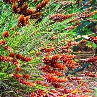 Staberoha banksii - 5 Seed Pack - Evergreen Indigenous Perennial Ornamental Grass