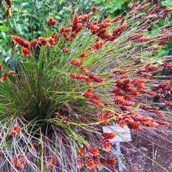 Staberoha banksii - 5 Seed Pack - Evergreen Indigenous Perennial Ornamental Grass