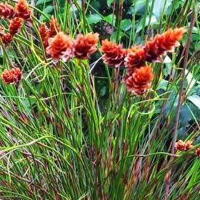 Staberoha banksii - 5 Seed Pack - Evergreen Indigenous Perennial Ornamental Grass