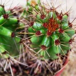 Stenocereus thurberi -5 Seed Pack- Exotic Cactus Edible Fruit, Insured Combined Shipping, NEW