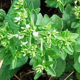 Stevia rebaudiana - Organic Non GMO Seeds- 300 X Sweeter than Sugar