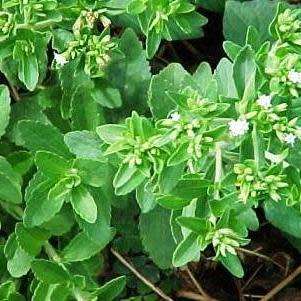 Stevia rebaudiana - Organic Non GMO Seeds- 300 X Sweeter than Sugar