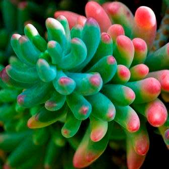 Sedum pachyphylum Seeds - Exotic Edible Cold Hardy Succulent - Combined Shipping