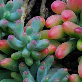 Sedum pachyphylum Seeds - Exotic Edible Cold Hardy Succulent - Combined Shipping