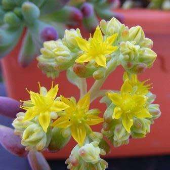 Sedum pachyphylum Seeds - Exotic Edible Cold Hardy Succulent - Combined Shipping