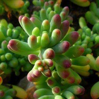 Sedum pachyphylum Seeds - Exotic Edible Cold Hardy Succulent - Combined Shipping