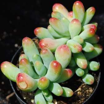 Sedum pachyphylum Seeds - Exotic Edible Cold Hardy Succulent - Combined Shipping