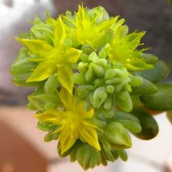 Sedum pachyphylum Seeds - Exotic Edible Cold Hardy Succulent - Combined Shipping