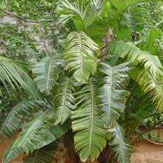 Strelitzia nicolai Seeds - Giant Bird of Paradise - Indigenous Flowering Tree, Shrub
